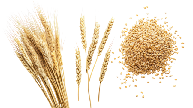 Wheat stalks and grains isolated on transparent background