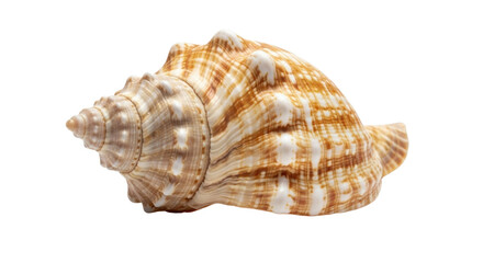 Detailed natural brown and white striped spiral conch seashell isolated on Transparent Background