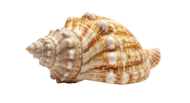 Detailed natural brown and white striped spiral conch seashell isolated on Transparent Background