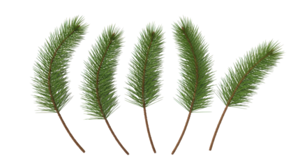 Festive evergreen sprigs create a magical, wintery touch for holiday designs and seasonal celebrations