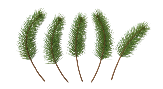 Festive evergreen sprigs create a magical, wintery touch for holiday designs and seasonal celebrations