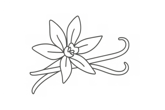Vanilla flower and bean drawing with an elegant swirl line art outline illustration, transparent background