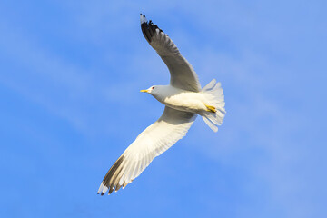 A common gull in free flight against the blue sky.