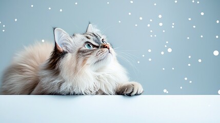 A fluffy, long-haired cat with striking blue eyes is lying down and looking upwards with curiosity. White, soft snowflakes are falling around it against a muted