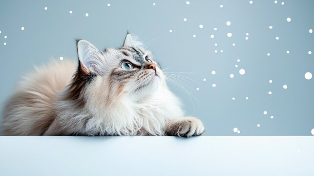 A fluffy, long-haired cat with striking blue eyes is lying down and looking upwards with curiosity. White, soft snowflakes are falling around it against a muted