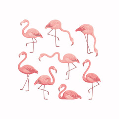 Set of pink flamingos isolated on white background vector illustration