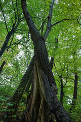 A powerful tree in the forest that has split in half, yet remains partially upright beneath the dense green foliage. The large crack reveals bright wood and forms an unusual V-shape.