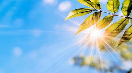 A close-up shot of green leaves on a branch, backlit by the bright sun, creating a lens flare effect against a clear blue sky with soft bokeh.