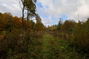 Obraz premium A field path, overgrown with grass and shrubs, leads through a wide clearing or meadow surrounded by an autumn forest.