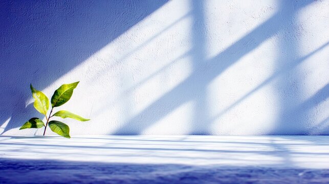 A single green sprout with several leaves emerges from a surface, positioned against a textured white wall. Diagonal shadows cast by window blinds or shutters f