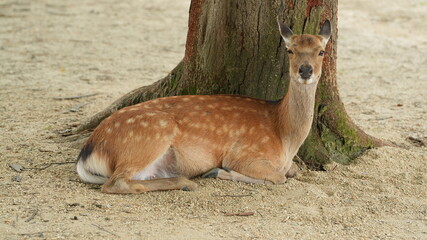 The cute deer live freely in the park of the Japan
