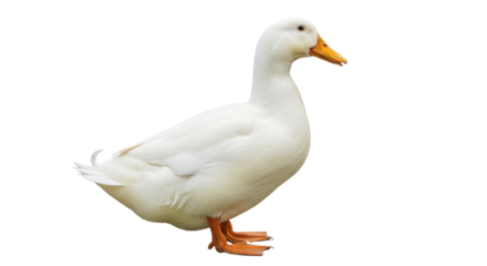 Side profile of white domestic Pekin duck standing isolated on Transparent Background