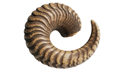 Isolated Single Ram Horn Curl with Detailed Texture isolated on Transparent Background
