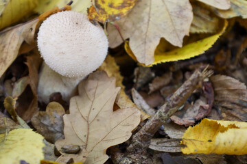 ​A delicate white puffball mushroom, covered in small spines, grows among fallen autumn leaves in the forest.