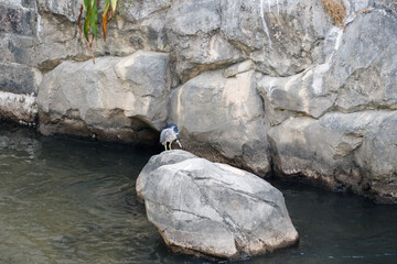 Night Heron Catching a Fish on Riverside Rock, Tai Tak River, Hong Kong