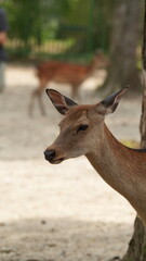 The cute deer live freely in the park of the Japan