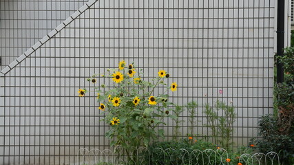 The yellow flowers blooming along the wall in summer