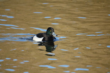 the beautiful male tufted duck (Aythya fuligula)