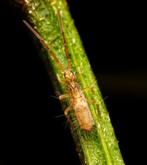 Orchesella flavescens small springtail in detail