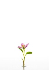 Fototapeta premium Delicate flowering sprout emerging against a clean, vast white backdrop, symbolizing fresh beginnings, potential, and future growth possibilities in nature ,abstract ,beginning ,organic
