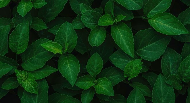 Fototapeta Dense, overlapping foliage shows many rich tones of green, creating a natural layered background texture suitable for design and nature themes ,tone ,shade ,layer