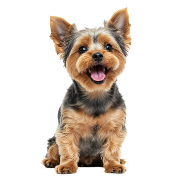 Happy yorkshire terrier dog sitting isolated on transparent background