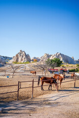 A peaceful farm scene in Cappadocia, Turkey, featuring several horses standing inside a fenced paddock with dramatic rock formations in the background. Warm sunlight highlights the dry terrain
