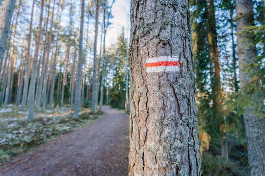 Tree trunk with red and white trail marker stands beside a winding path through a serene forest, showcasing nature's beauty and outdoor adventure