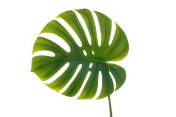 Monstera leaf isolated, showing its unique split-leaf pattern and lush green color, ready for design integration