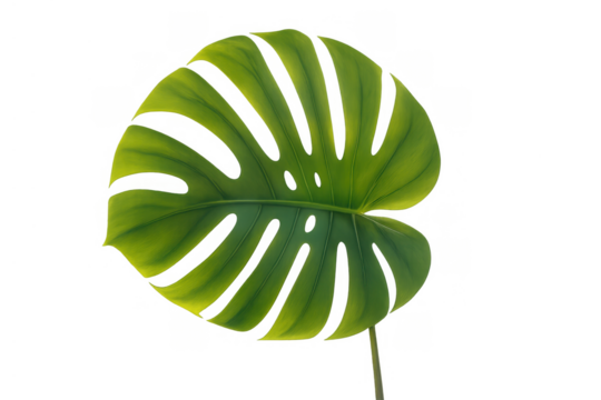 Monstera leaf isolated, showing its unique split-leaf pattern and lush green color, ready for design integration