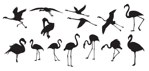  flamingo vector illustration