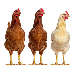 Naklejka premium Three chickens standing together isolated on transparent background