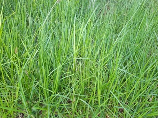 Green grass in the garden. Natural background and texture for design.