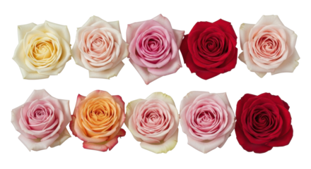 Elegant pastel roses in full bloom create a stunning floral display, perfect for romantic designs and heartfelt messages