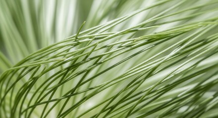 Abstract Close-Up Of Green Plant Needles Showing Delicate Textures And Soft Focus