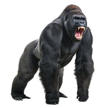 Fierce silverback gorilla roaring isolated on transparent background