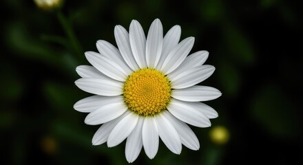 Fototapeta premium Close up image of a bright white daisy flower with a vibrant yellow center, symbolizing innocence and springtime freshness in a garden setting ,symbol ,vibrant ,beauty