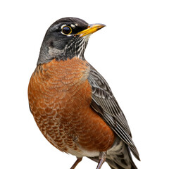 Robin bird isolated on white background