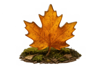 Autumn maple leaf standing on mossy ground with dew drops, symbolizing fall, season change, and natural beauty