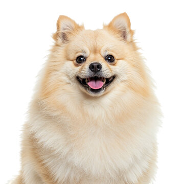 Smiling pomeranian dog isolated on transparent background