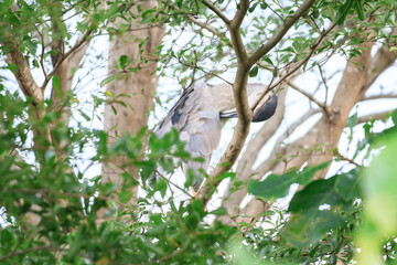 Night Heron Hidden Amongst Bright Green Leaves
