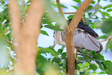 Close-up of Black-crowned Night Heron Perched in Tree