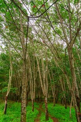 Beautiful morning view indonesia Panorama Landscape paddy fields with beauty color and sky natural light