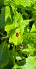 Ladybug on Green Leaf Closeup