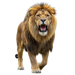 Obraz premium Majestic male lion roaring with open mouth isolated on transparent background