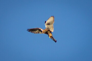 osprey in flight