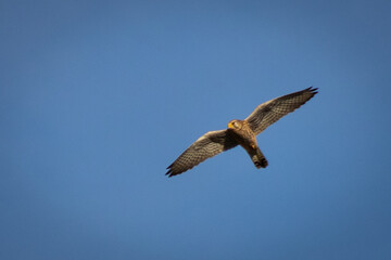 osprey in flight