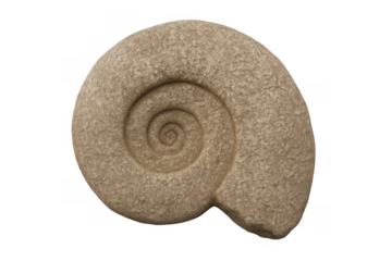 Ammonite fossil shell showing prehistoric spiral pattern and ancient life evolution, transparent background