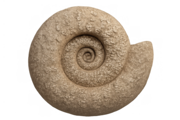 Ammonite fossil displaying ancient marine life and prehistoric geology, a spiral shell from an extinct creature on transparent background