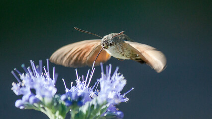 bee on flower